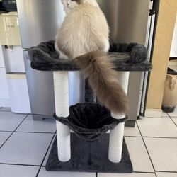 Brand New Cat Tree 