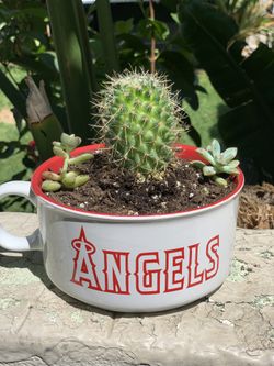 Angels coffee mug with succulent plant