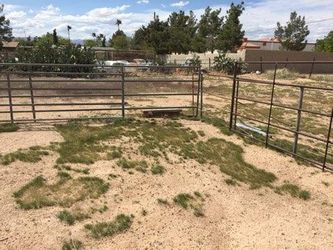 Horse coral 15x15 $400