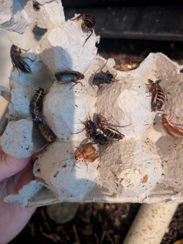 Red Runner Feeder Roaches