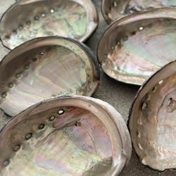 EIGHT  Abalone shells, 3” Long