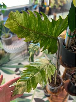 Large Philodendron Carmel Marble