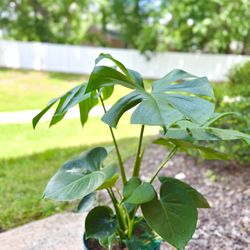Monstera