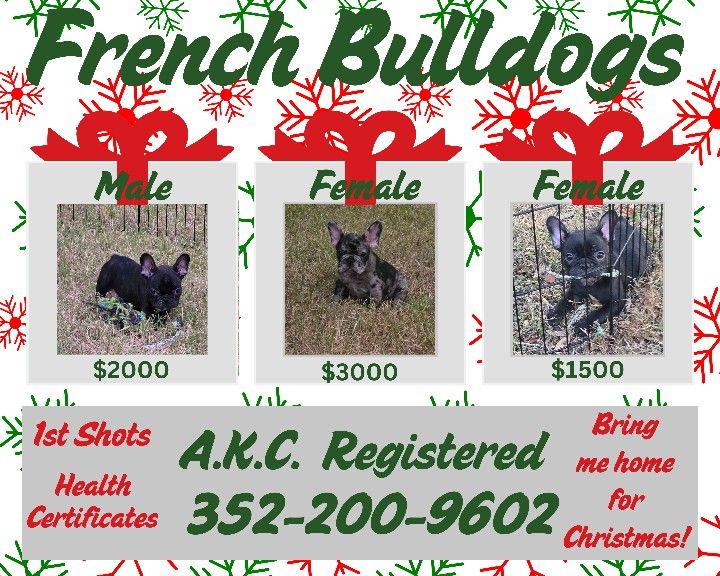 Toy Frenchies