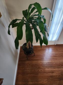 Real palm tree and stand