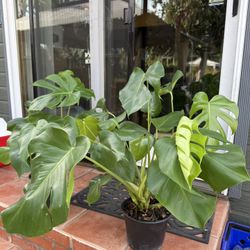 Healthy Monstera Deliciosa Plant