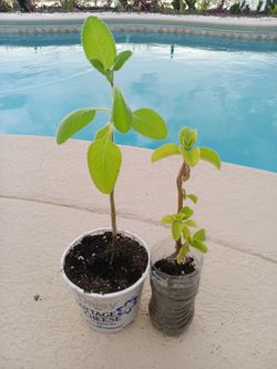 Boldo Blue Spur Flower Soft Leaf Plants $5 ea - Deltona,Fl Pickup