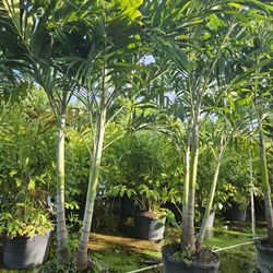 Christmas palms over 8 feet tall Instant privacy Hedge and decoration