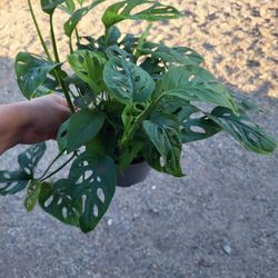 Monstera Adansonii Plant 6" Pot $8 Each