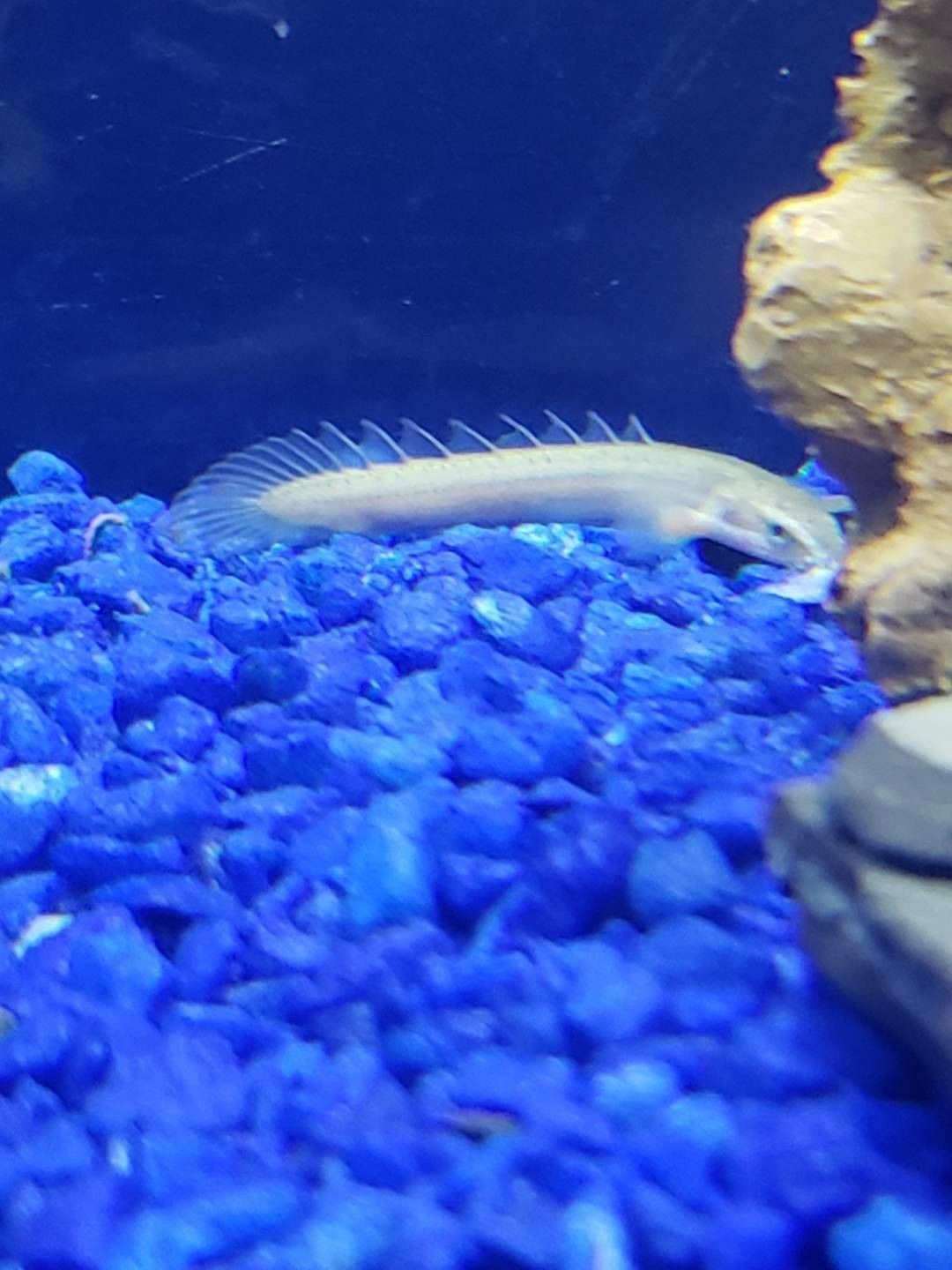 Fish ( Dinosaur bichir)