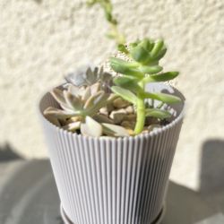 Succulents Plant 