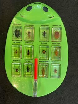 Real Insect Specimen Collection Set Kids