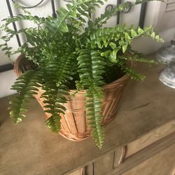 Small Boston fern in vintage boho basket