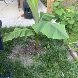 Banana Plant 