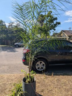 Palm Tree - 8ft Tall