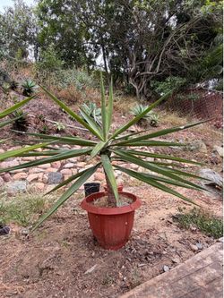 Yucca Plants