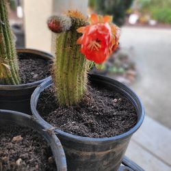 Golden Torch cactus for sale red flower.