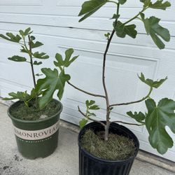 fig tree plants