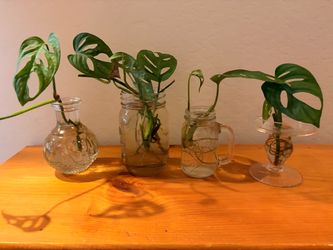 Swiss cheese monstera starts with roots
