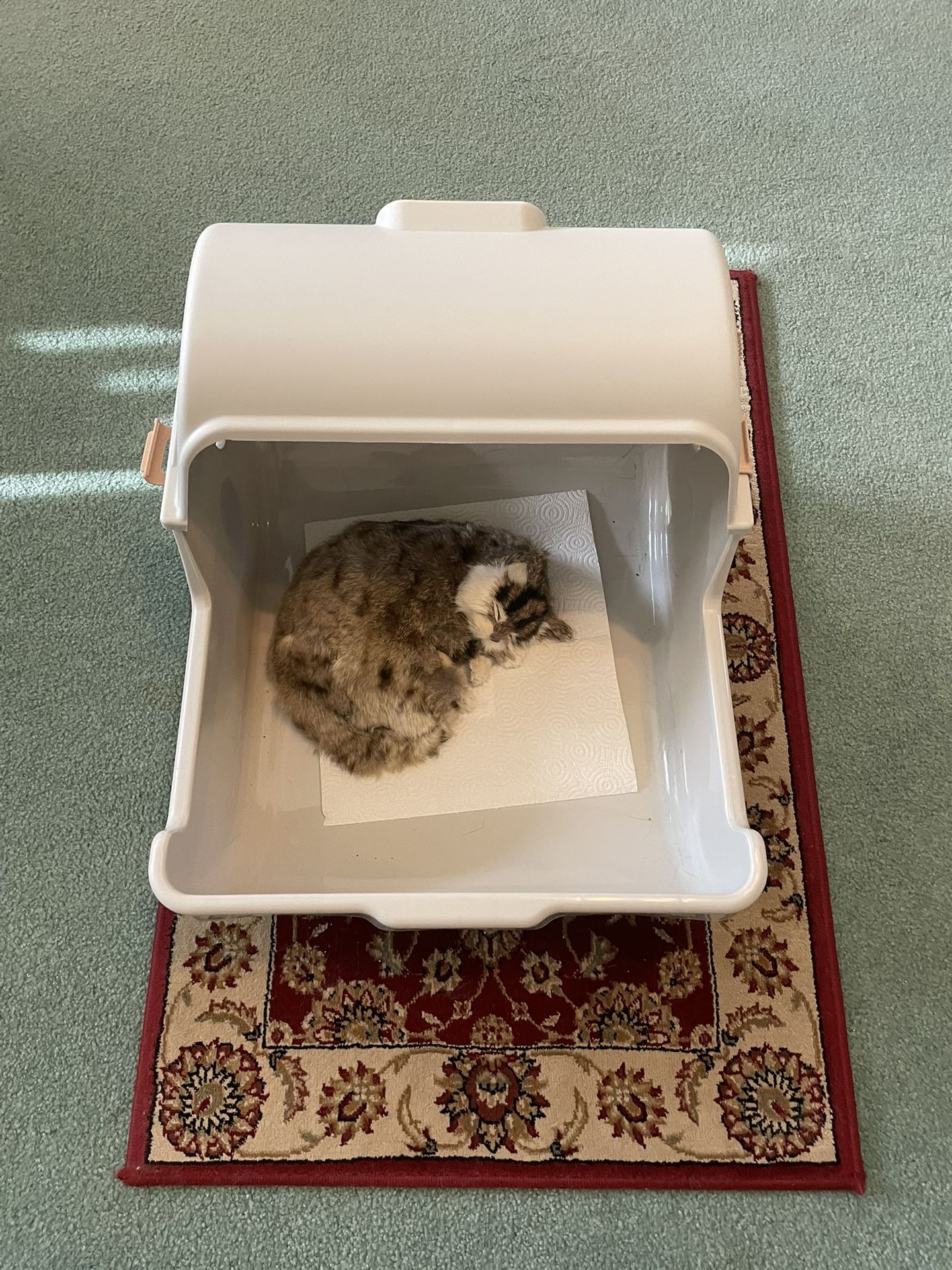Sturdy Cat Cradle Box Beige