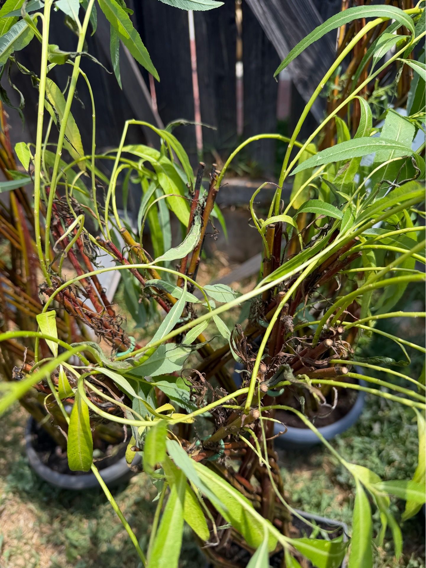 Braided Willow