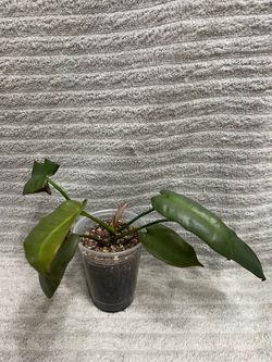 Philodendron Atabapoense Live Plant