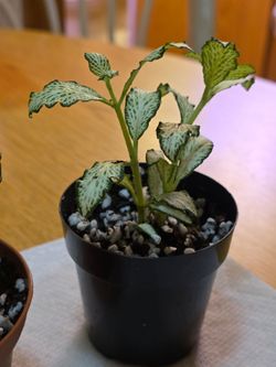 Plants