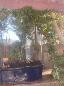 Bonsai mature, seven years old Japanese guardian Juniper, $120 each Bonsai mature, seven years old Japanese guardian Juniper, $120 each