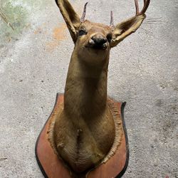 Deer Head Display 