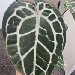 Beautiful Anthurium Doc Block X Michelle