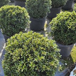 Beautiful Topiary balls $25 European Garden Plants Green Fencing Privacy Hedges 