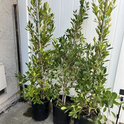 Ficus Tree 5 Gal Potted 
