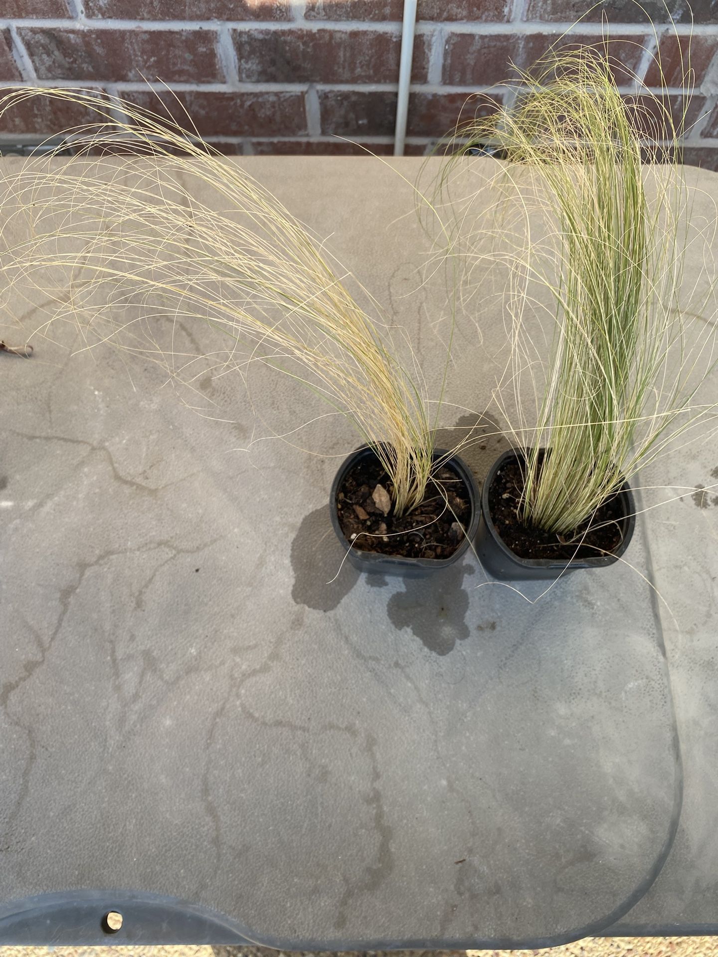 Mexican Feather Grass Plants