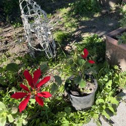 Beautiful Red Tall Christmas Tree ♥️🎄💝.     Cây Hoa Trạng Nguyên ♥️🎄💝