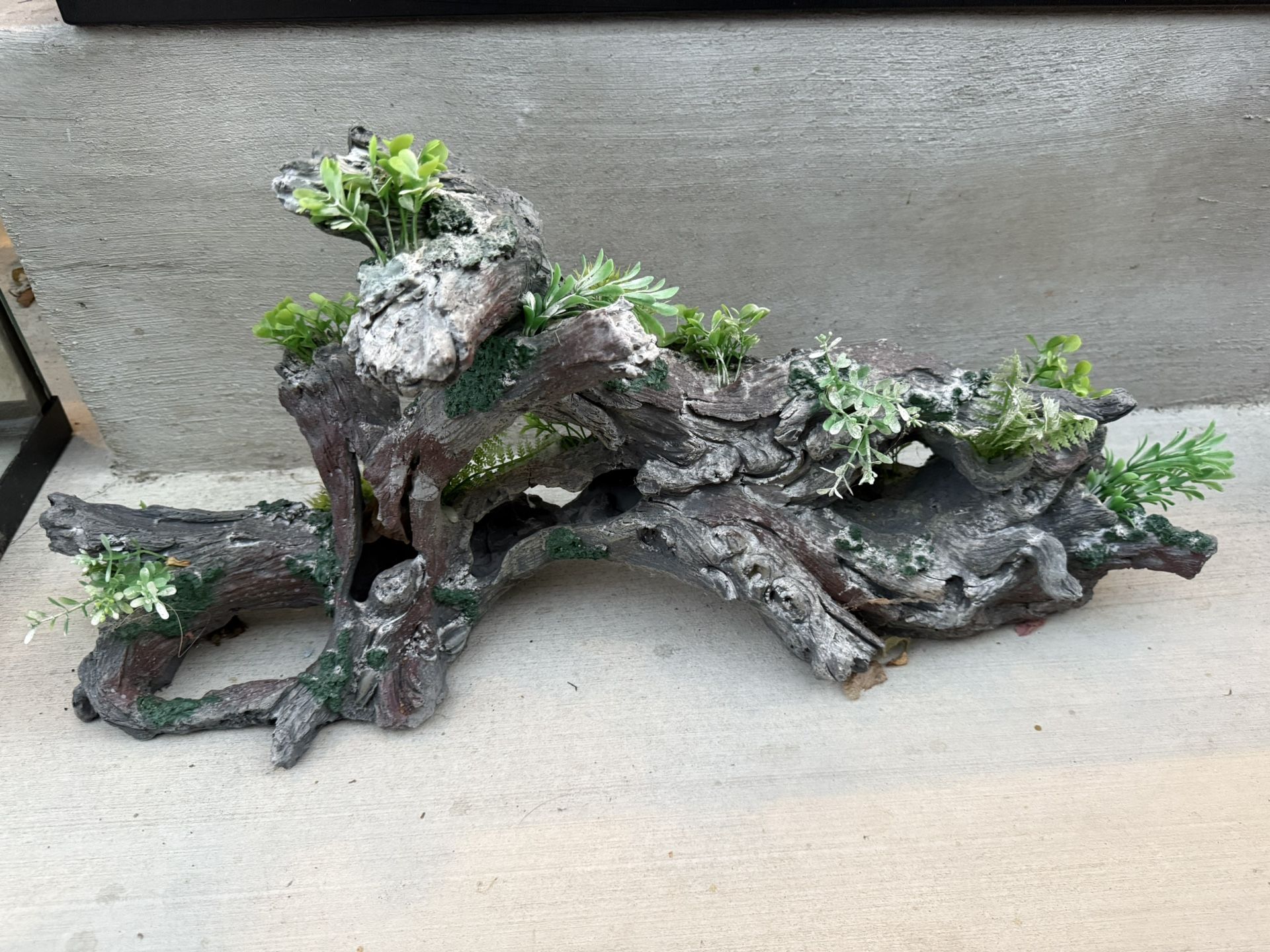 Fish Tank Coral