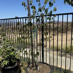 Dr White, Honey Hart And Villa Park Cherimoya