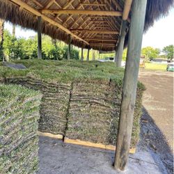 Fresh Cut St Augustine Sod