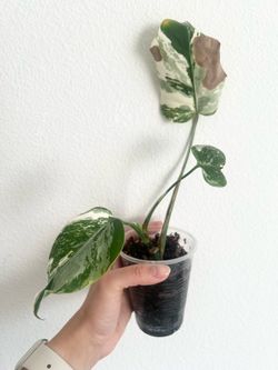Monstera Albo