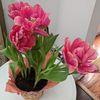 Lily