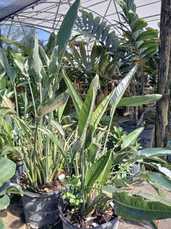 Birds of paradise plants on sale now $85