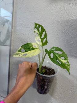 Monstera adansonii albo variegated