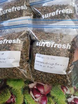 Moringa