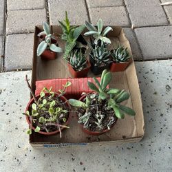Free Succulents *Rescues*