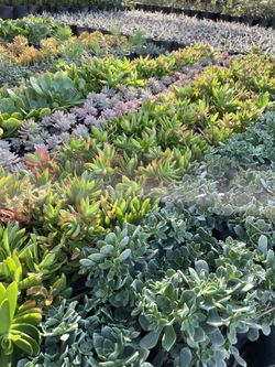 Succulents For Sale In 1g