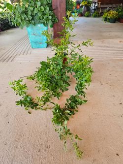 Peggy Martin Rose PLANTS ARRIVE, BEAUTIFUL AND HEALTHY. $12 EACH