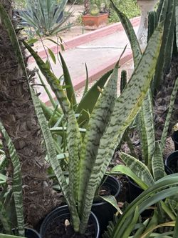 Lengua De Suegra Indoor Plant Snake Plant  $10 Each