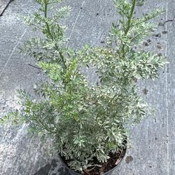 Fresh Ruda Plants – 3 Gallon Pots for Only $10