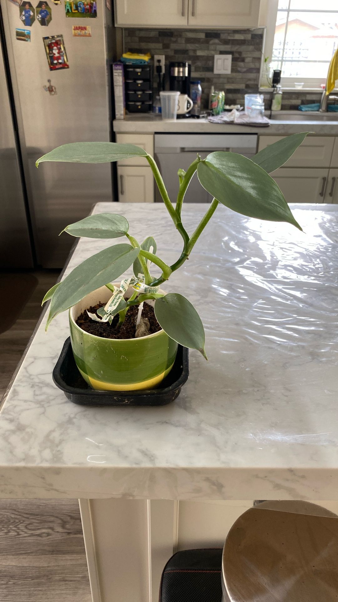 Cebu Blue In A Ceramic Pot