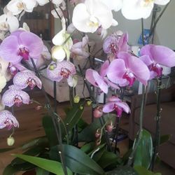 For Sale Orchids