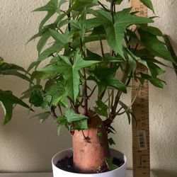 Sweet Potato! 🍠  🌱